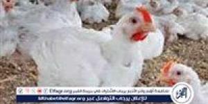 بورصة الدواجن.. أسعار الفراخ البيضاء اليوم الاربعاء 3-9-2025 في قنا - زاجل الإخباري