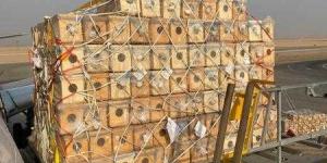 مصر للطيران للشحن الجوي تنجح في نقل شحنة حساسة من النحل الحي لأول مرة إلى مطار الباحة بالممكة العربية السعودية - الأول نيوز