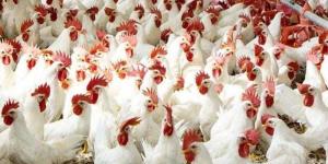 أسعار الدواجن والبيض في مصر اليوم السبت - الأول نيوز