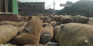 الزراعة تضرب بيد من حديد: ضبط شونة ضخمة لتخزين وبيع القطن بدون ترخيص في الشرقية - الأول نيوز