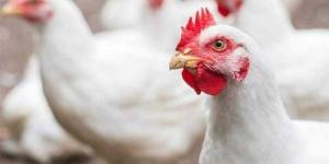 أسعار الدواجن والبيض في مصر اليوم الجمعة - الأول نيوز