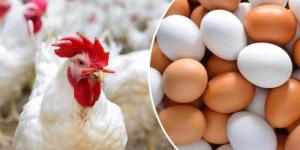 أسعار الدواجن والبيض في مصر اليوم الثلاثاء - الأول نيوز