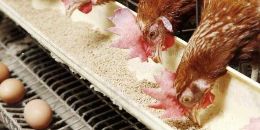 أسعار الدواجن والبيض في مصر اليوم الخميس - زاجل الإخباري
