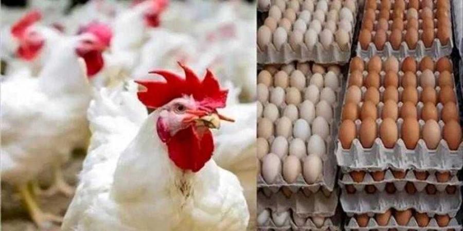 أسعار الدواجن والبيض في مصر اليوم الجمعة - زاجل الإخباري