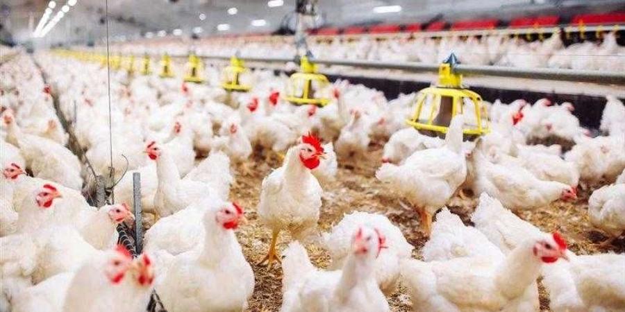 أسعار الدواجن والبيض في مصر اليوم الأحد - الأول نيوز