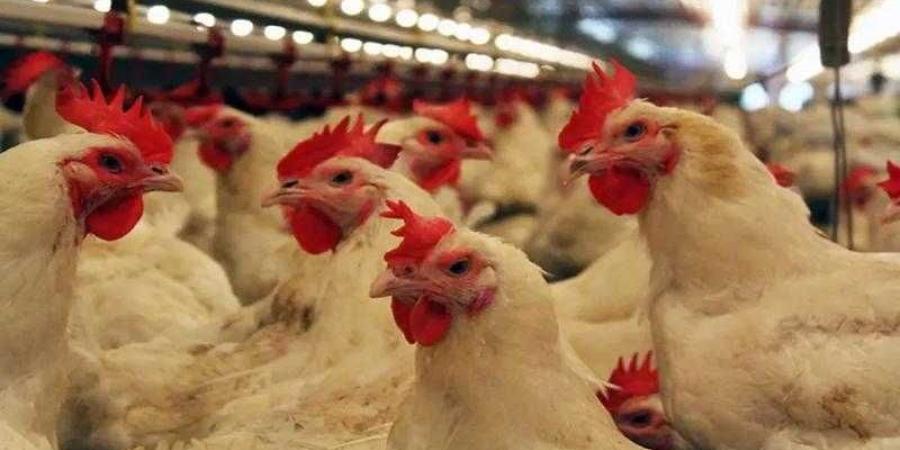 أسعار الدواجن والبيض في مصر اليوم الإثنين - الأول نيوز