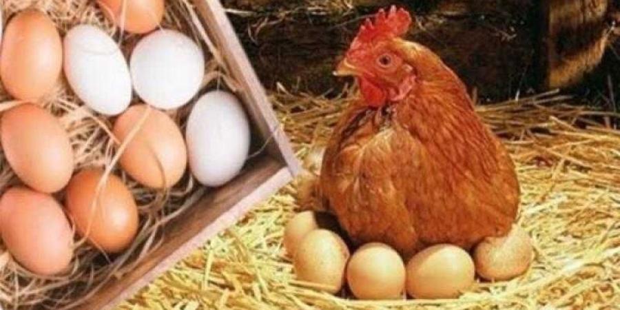 أسعار الدواجن والبيض في مصر اليوم السبت - الأول نيوز