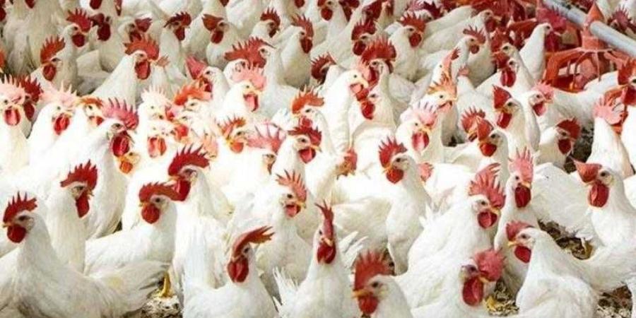 أسعار الدواجن والبيض في مصر اليوم السبت - الأول نيوز