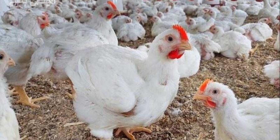 أسعار الدواجن والبيض في مصر اليوم الأحد - الأول نيوز