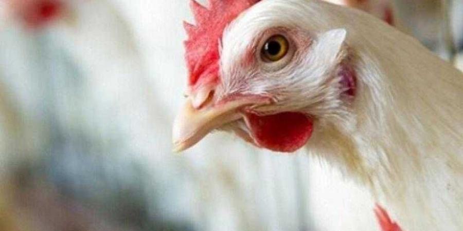 أسعار الدواجن والبيض في مصر اليوم الأحد - الأول نيوز