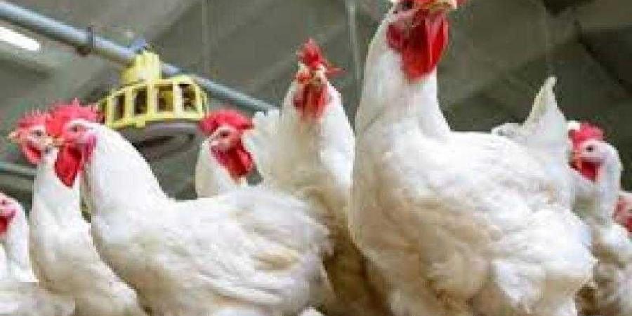 أسعار الدواجن والبيض في مصر اليوم الإثنين - الأول نيوز