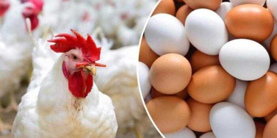 أسعار الدواجن والبيض في مصر اليوم الثلاثاء - الأول نيوز