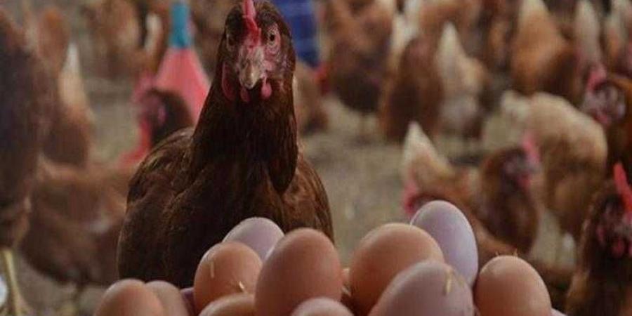 أسعار الدواجن والبيض في مصر اليوم الأحد - الأول نيوز