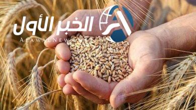مصر تشتري أكثر من مليون طن من القمح المحلي في إبريل 2025