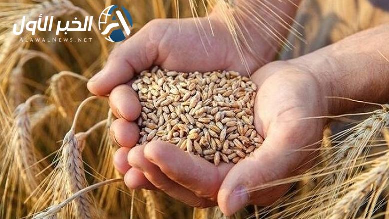 مصر تشتري أكثر من مليون طن من القمح المحلي في إبريل 2025