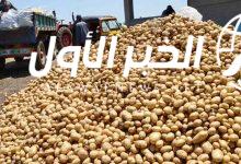 سعر كيلو البطاطس في السوق المصري اليوم الأربعاء 7 مايو 2025