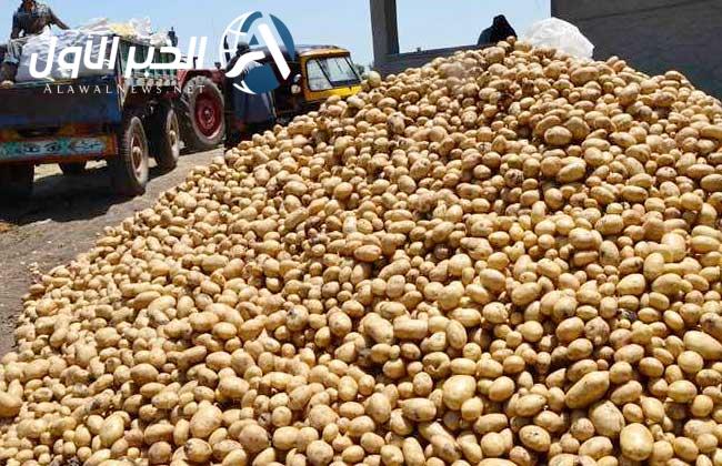 سعر كيلو البطاطس في السوق المصري اليوم الأربعاء 7 مايو 2025