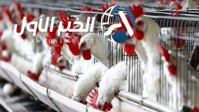 أسعار الدواجن