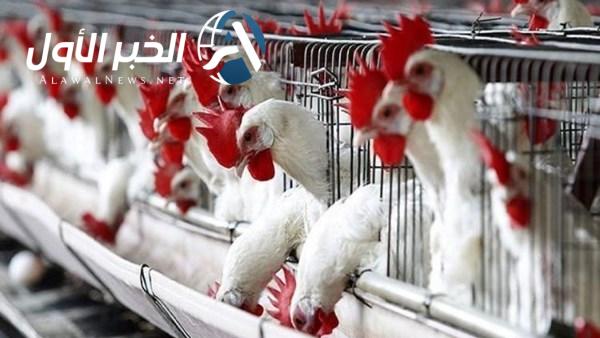 أسعار الدواجن