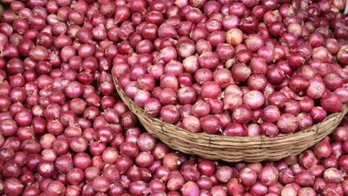 سعر البصل اليوم