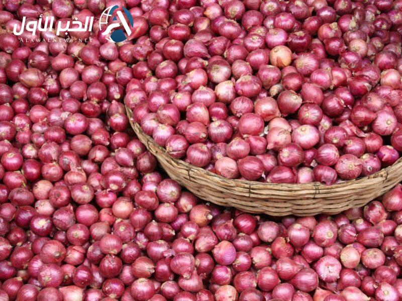 سعر البصل