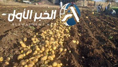 سعر البطاطس