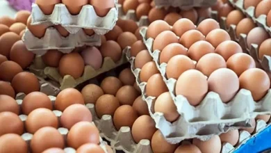 سعر البيض