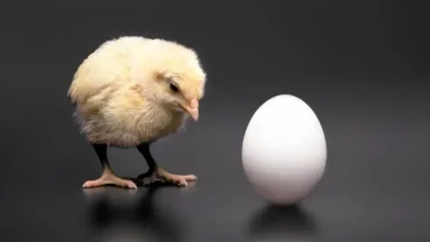 من جاء أولًا الدجاجة أم البيضة؟