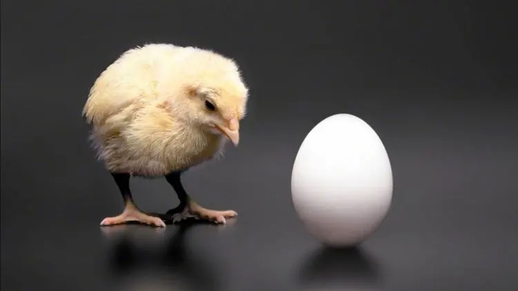 من جاء أولًا الدجاجة أم البيضة؟