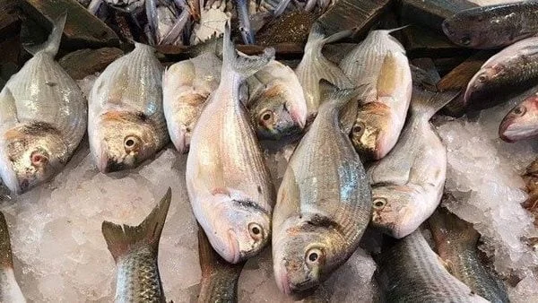 اسعار الاسماك اليوم الاثنين 7 يوليو في سوق العبور والاسواق المصرية